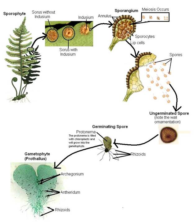 FernLifeCycle pict